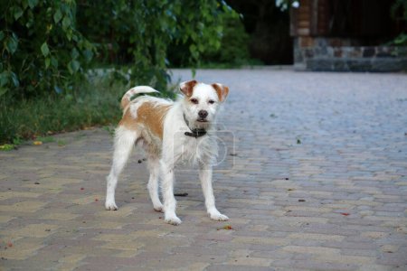 Téléchargez les photos : Small dog with collar looks at the camera - en image libre de droit