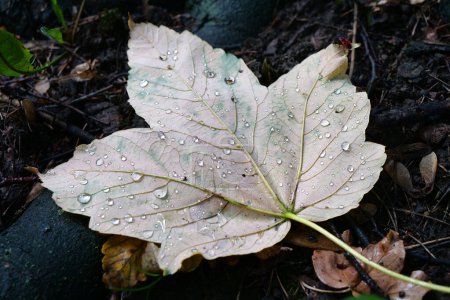Foto de Beautiful leaf with raindrops lies on the root of tree - Imagen libre de derechos