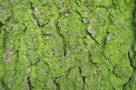Photo for Green moss on a bark of tree - Royalty Free Image