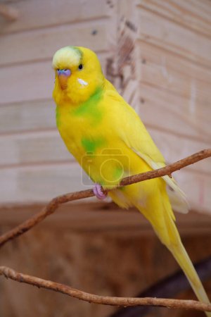 Photo for Parrot with yellow and green feathers sits on a branch - Royalty Free Image