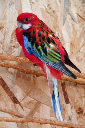 Photo for Beautiful parrot with red, blue, black and green feathers sits on a branch and looks at the camera - Royalty Free Image