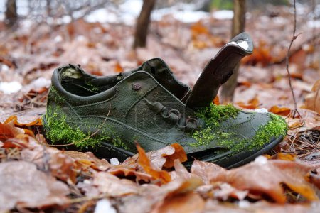 Téléchargez les photos : Vieille chaussure envahie de mousse verte se trouve dans la forêt d'hiver - en image libre de droit