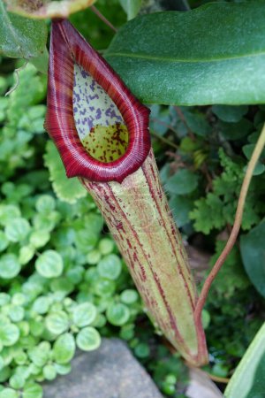 Foto de Nepenthes - genus of carnivorous plants, also known as tropical pitcher plants, or monkey cups, in monotypic family Nepenthaceae - Imagen libre de derechos