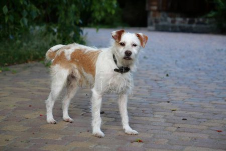 Téléchargez les photos : Small dog with collar looks at the camera - en image libre de droit