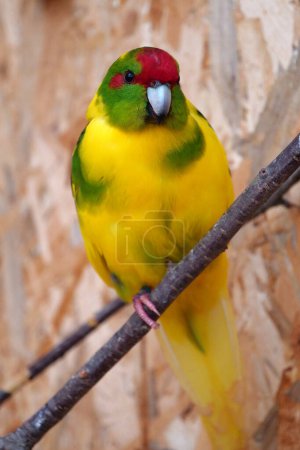 Photo for Parrot with yellow, red and green feathers sits on a branch and looks at the camera - Royalty Free Image