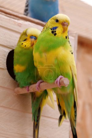 Foto de Beautiful parrots sit near his birdhouse - Imagen libre de derechos