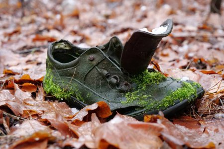 Téléchargez les photos : Vieille chaussure envahie de mousse verte se trouve dans la forêt d'hiver - en image libre de droit