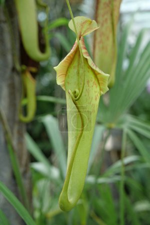 Foto de Nepenthes - genus of carnivorous plants, also known as tropical pitcher plants, or monkey cups, in monotypic family Nepenthaceae - Imagen libre de derechos