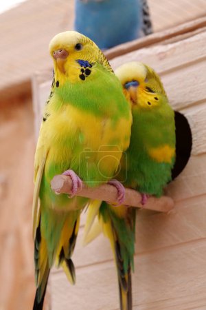 Foto de Beautiful parrots sit near his birdhouse - Imagen libre de derechos