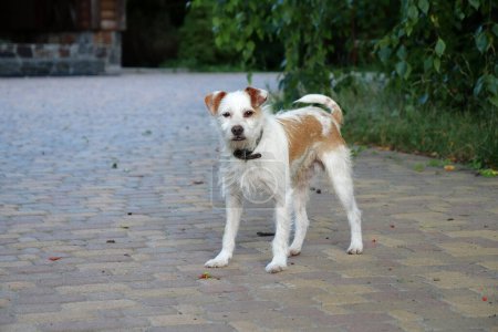 Téléchargez les photos : Small dog with collar looks at camera - en image libre de droit