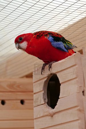 Photo for Beautiful multi coloured parrot sits on birdhouse - Royalty Free Image