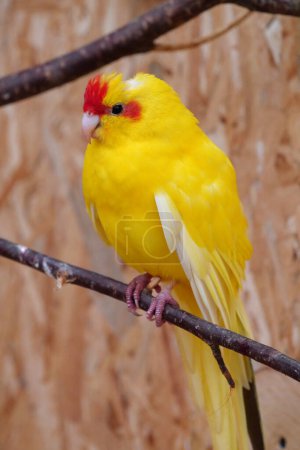 Photo for Small parrot with colorful yellow and red feathers sits on a branch in an aviary - Royalty Free Image