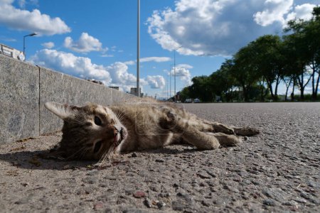 Photo for Cat ran across the road and was hit by car. Dead cat lies on highway, cars drives on the road. You cannot cross road in wrong place - Royalty Free Image