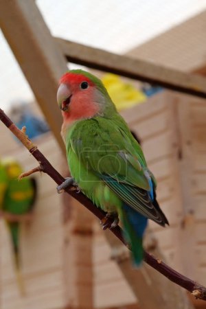 Photo for Beautiful multi coloured parrot sits on a branch in an aviary - Royalty Free Image