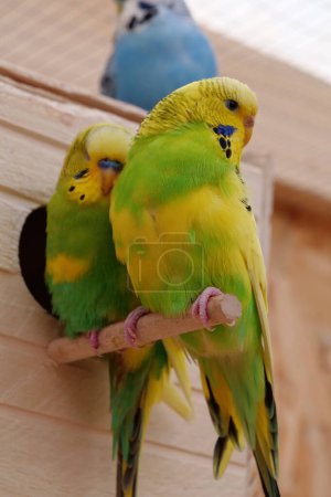 Photo for Multi coloured parrots sits near birdhouse. Budgerigar or undulated grass parakeet, Melopsittacus undulatus - Royalty Free Image