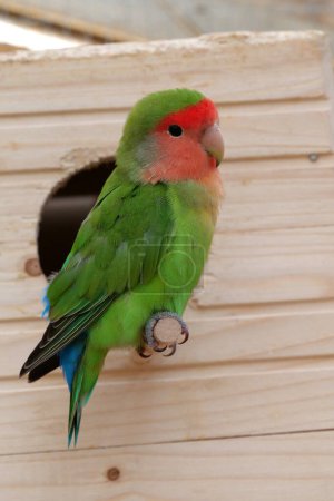 Photo for Parrot with green and red feathers sits near birdhouse - Royalty Free Image