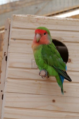 Photo for Beautiful parrot with colorful green and red feathers sits near birdhouse - Royalty Free Image
