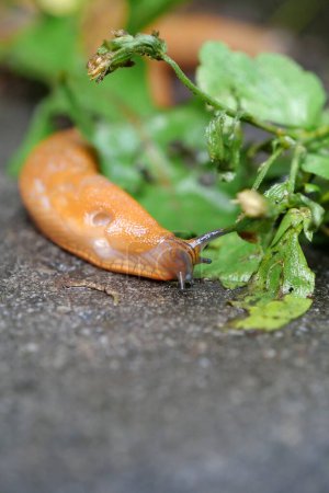 Photo for Yellow slug crawls on wet asphalt after rain - Royalty Free Image