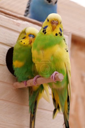 Foto de Beautiful parrots sits near birdhouse - Imagen libre de derechos