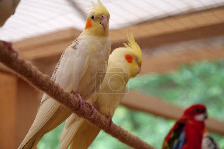 Photo for Beautiful parrots with yellow and white feathers sits on a rope - Royalty Free Image