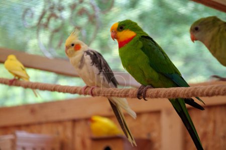 Photo for Colorful  parrots sit on rope in an aviary for birds - Royalty Free Image