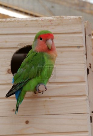 Photo for Beautiful parrot with green and red feathers sits near birdhouse - Royalty Free Image