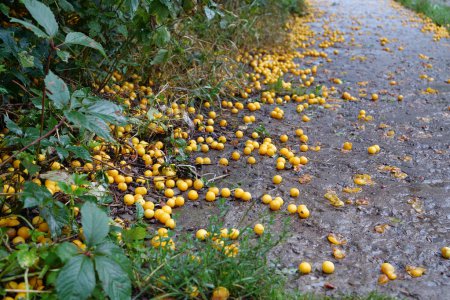 Photo for Yellow ripe cherry plum that fell from a tree lies on the road. Prunus cerasifera is a species of plum known by the common names cherry plum and myrobalan plum - Royalty Free Image