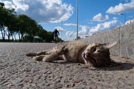Photo for Cat ran across the road and was hit by car. Dead cat lies on highway, cars drives on the road. You cannot cross road in wrong place - Royalty Free Image
