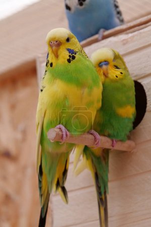 Foto de Beautiful parrots with green and yellow feathers sit near birdhouse - Imagen libre de derechos
