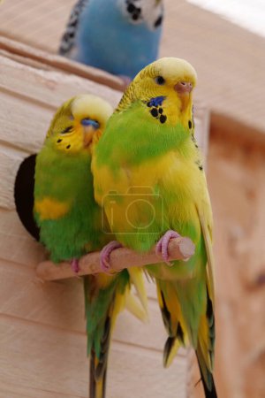 Foto de Beautiful multi coloured parrots sit near birdhouse. Budgerigar or undulated grass parakeet, Melopsittacus undulatus - Imagen libre de derechos