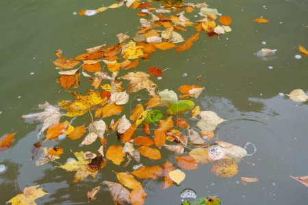 Photo for Autumn leaves drift in the river - Royalty Free Image