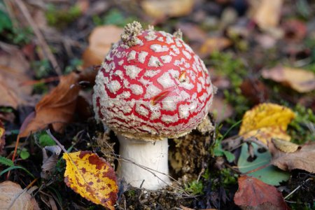 Photo for Little fly agaric grows in the forest - Royalty Free Image