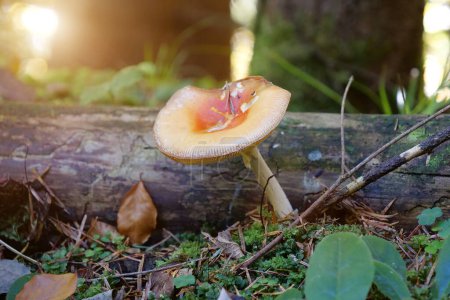 Photo for Yellow inedible mushroom growing in the wood - Royalty Free Image