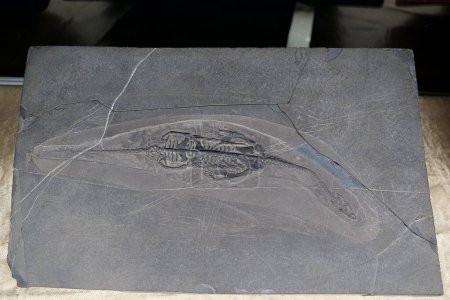 Foto de Keyhosaurios, Keichousaurus hui - pequeño reptil acuático del período Triásico de la familia Pachypleurosaurus. Encontrado en la provincia de Guangzhou, China - Imagen libre de derechos