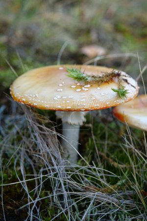 Photo for Inedible mushroom in the forest - Royalty Free Image