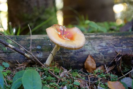 Photo for Yellow inedible mushroom growing in the wood - Royalty Free Image