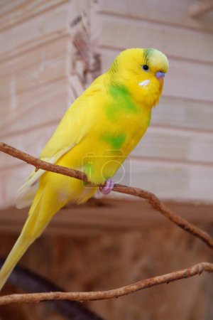 Photo for Parrot with yellow and green feathers sits on a branch - Royalty Free Image
