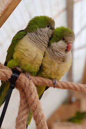 Téléchargez les photos : Parler perroquet. Un perroquet parle dans l'oreille d'un autre perroquet. Paire de beaux perroquets jaune-vert assis sur une corde dans une volière - en image libre de droit