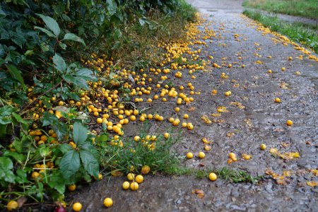 Photo for Yellow ripe cherry plum that fell from tree lies on road. Prunus cerasifera is a species of plum known by the common names cherry plum and myrobalan plum - Royalty Free Image