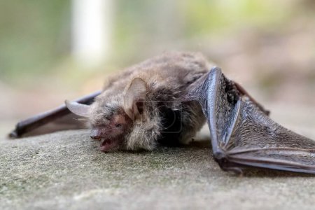 Photo for Dead evening bat in the forest - Royalty Free Image