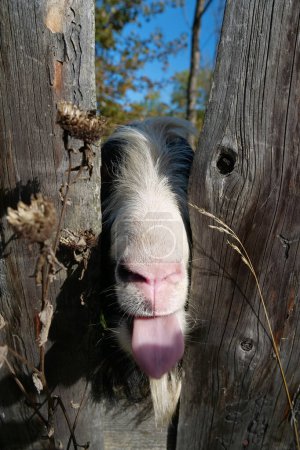 Foto de Cabra detrás de la valla de madera mostrando la lengua - Imagen libre de derechos