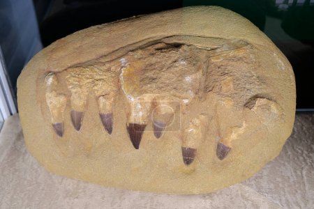 Foto de Real Mosasaurus jaw from Khouribga city, Morocco, western Africa - Imagen libre de derechos