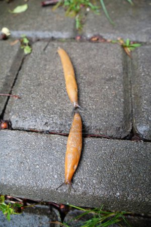 Photo for Pair of yellow slugs crawls on pavement in the city - Royalty Free Image