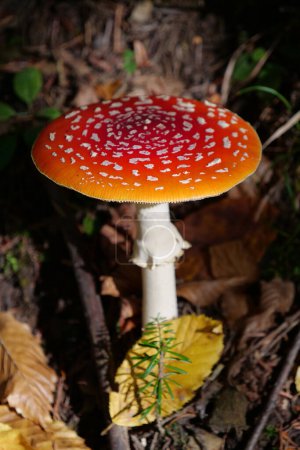 Photo for Big red fly agaric grows in autumn wood. Picturesque place in heart of forest - Royalty Free Image