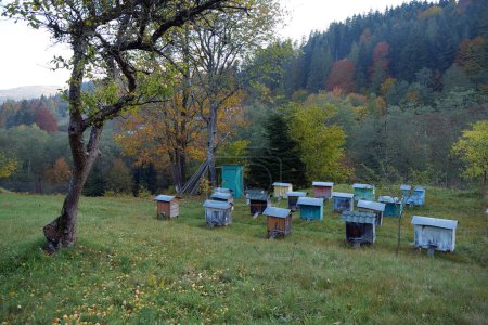 Photo for Old wooden beehives in the yard in Carpathian mountains, Ukraine - Royalty Free Image