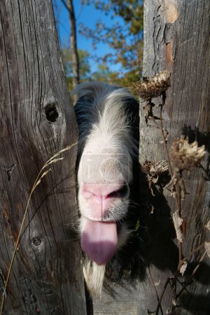 Foto de Cabra detrás de la valla de madera mostrando la lengua - Imagen libre de derechos