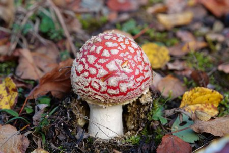Photo for Little fly agaric grows in the forest - Royalty Free Image
