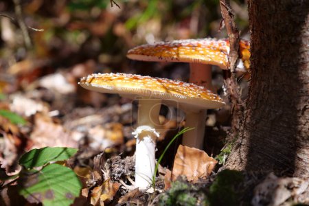 Photo for Pair of beautiful but inedible mushrooms grows in autumn forest - Royalty Free Image