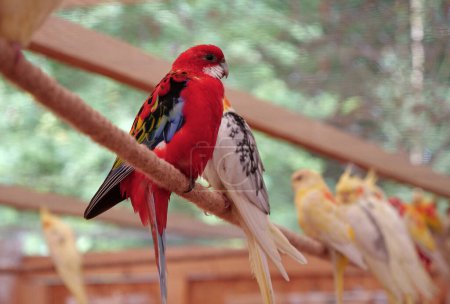 Photo for Multi-colored parrots sit on a rope in the aviary - Royalty Free Image
