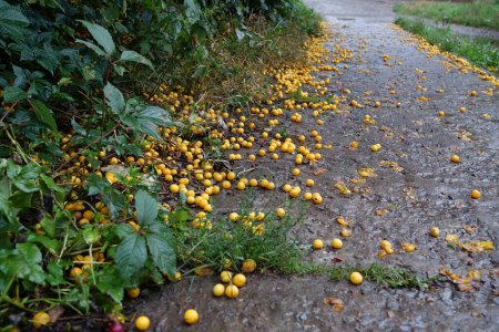 Photo for Yellow ripe cherry plum that fell from a tree lies on road. Prunus cerasifera is a species of plum known by the common names cherry plum and myrobalan plum - Royalty Free Image